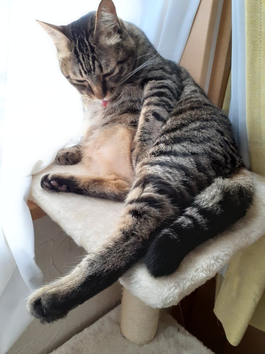 ちまのお腹はふっさふさでたるんたるん
(最近ハゲがましになったw)