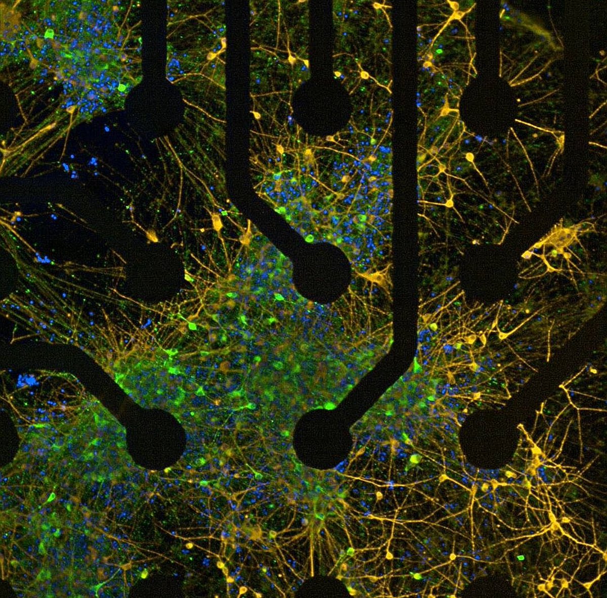 ARUKThamesV's tweet image. Congratulations to our ECR Image Award winners from our @AlzResearchUK Research Day!
Parnez Sharifi - Functional Landscapes: Dopamine Neurons at the Interface of Bioelectronics @AnneGliaFan - The Heart of Neurogenesis and @CharlieInTheLab - Team Spirit in Technicolour