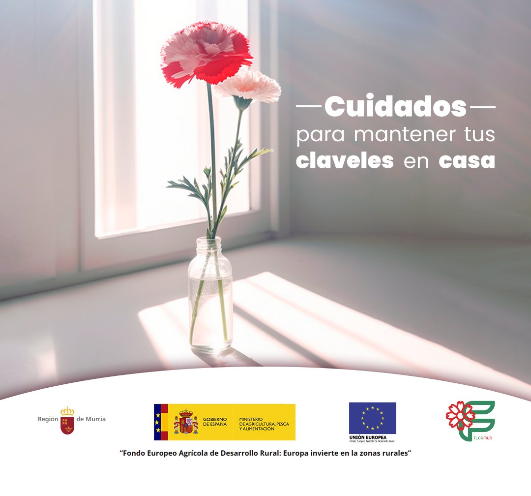 Los claveles necesitan mucha luz para crecer. Es importante colocarlos donde puedan disfrutar del sol de forma directa durante buena parte del día. Un rincón soleado del jardín o balcón serán perfectos para que se desarrollen en todo su esplendor.
#canaraflor #FondosUE <a href="/gobmapa/">Ministerio de Agricultura, Pesca y Alimentación</a>