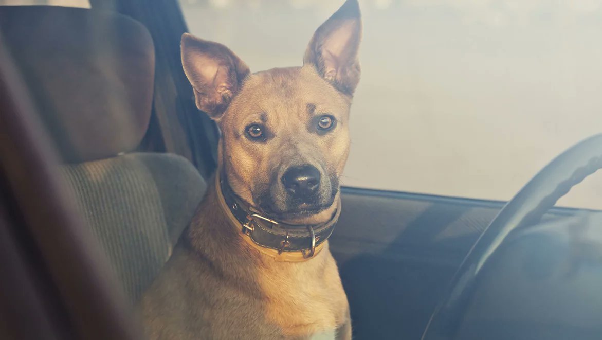 ⚠️⚠️En période de fortes chaleurs, la Fondation #30millionsdamis rappelle qu’un animal peut mourir en quelques minutes dans une voiture laissée en plein soleil. Il est donc impératif de veiller à ne pas le laisser enfermé, même à l’ombre ! 👉30millionsdamis.fr/conseils/conse…