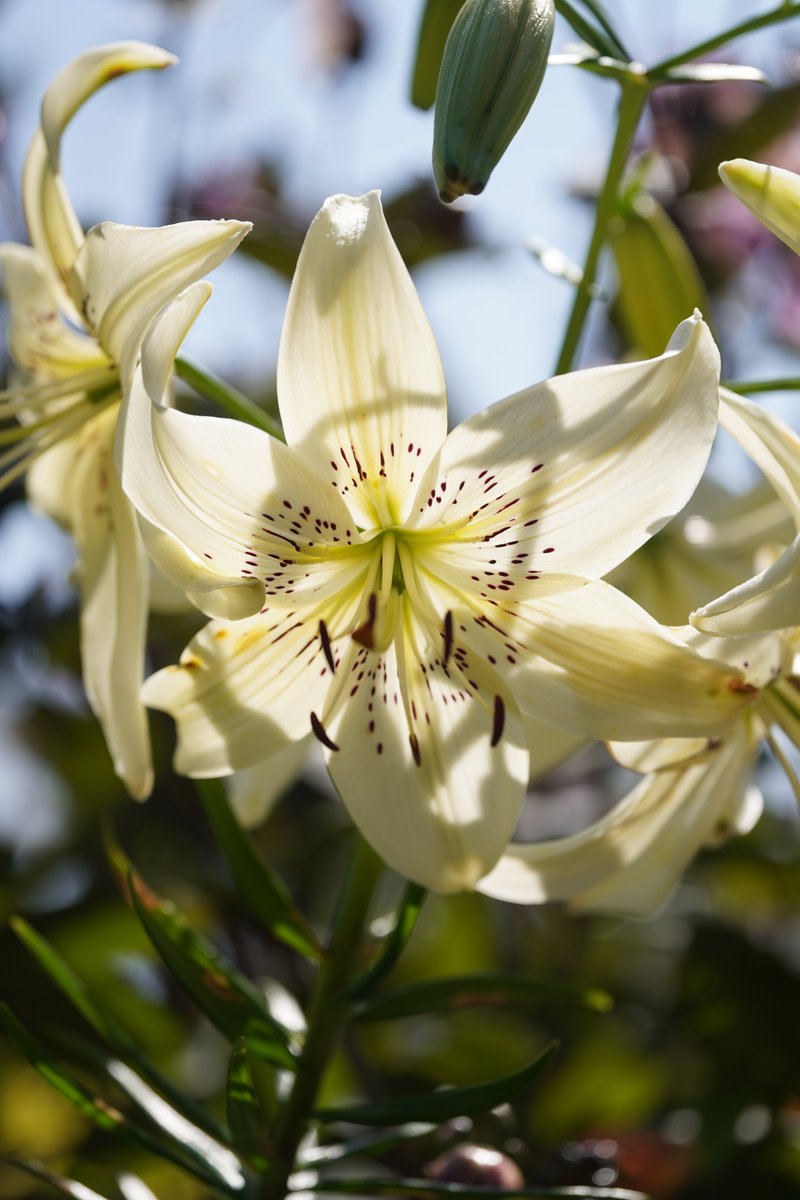 jerritama🐈🐟🐈 (@jerritama) on Twitter photo 