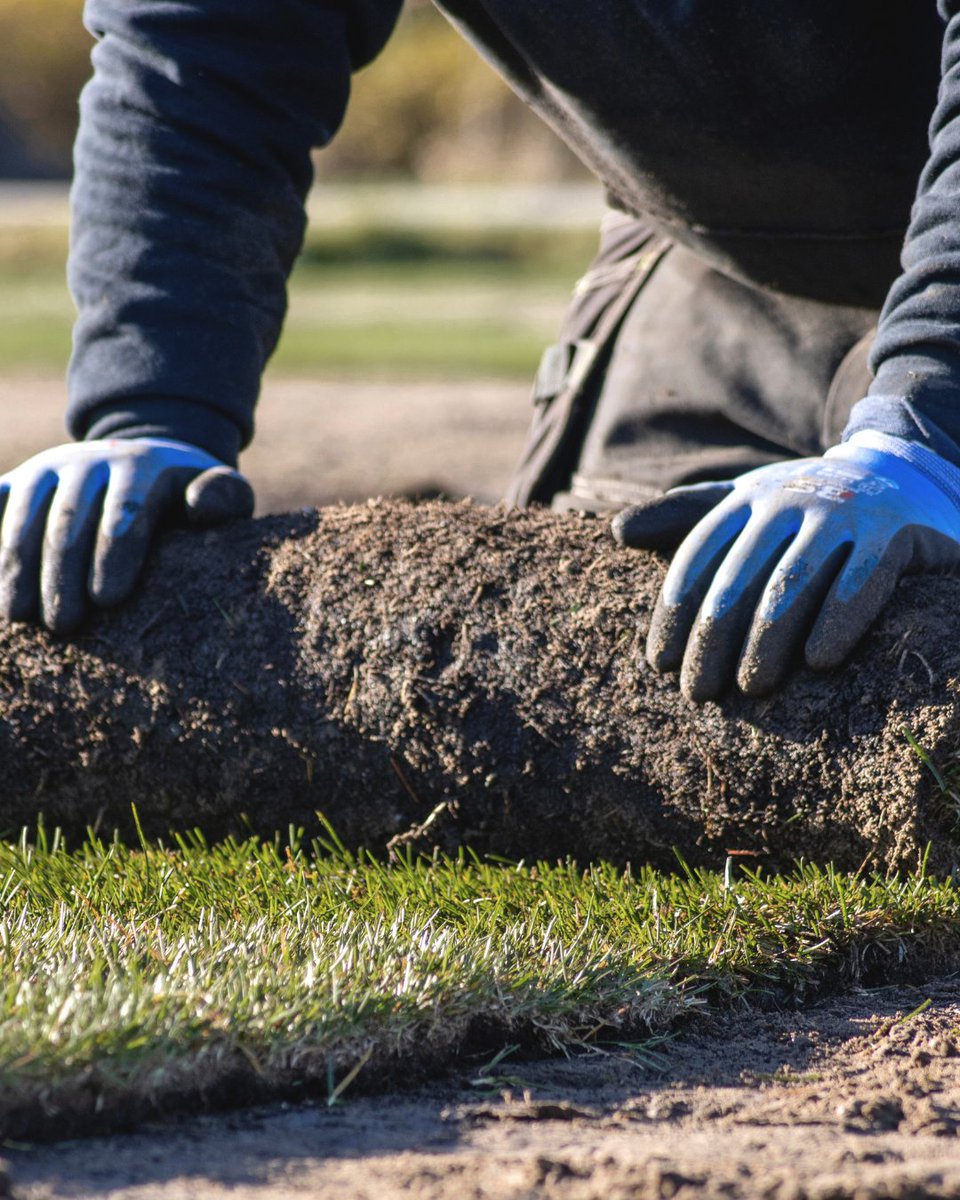 Rolling out the green carpet. 🌱

Installing premium turfgrass is the fastest way to transform your yard into a lush, healthy outdoor space.

Ready to upgrade your lawn?

👉 theturfgrassgroup.com/find-a-grower

#turfinstallation #sodlawn #greengrass #lawngoals #turfgrassgroup