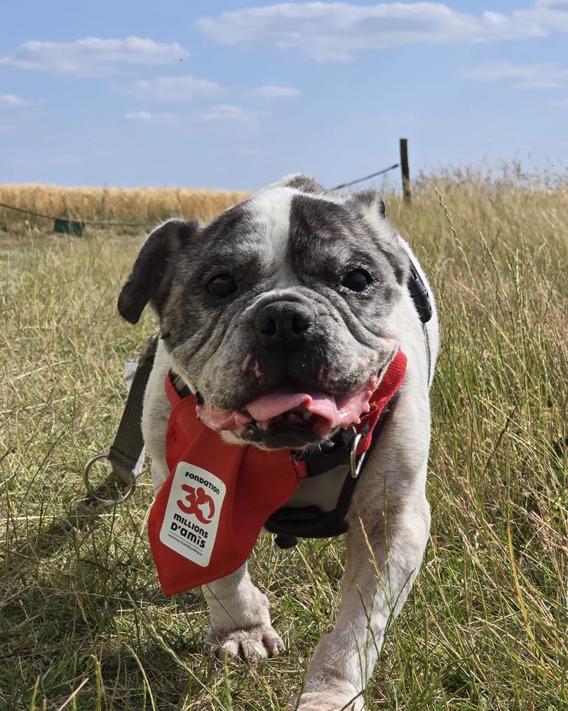 Rambo, 10 ans, a besoin d’une nouvelle famille. Arrivé au refuge #30millionsdamis de La Tuilerie (77)  dans un état alarmant (très maigre, la peau abîmée), il a aujourd’hui repris 5kg ! 
👉Eligible à l’#Opérationdoyens 
☎️01.64.00.15.45 / latuilerie@30millionsdamis.fr