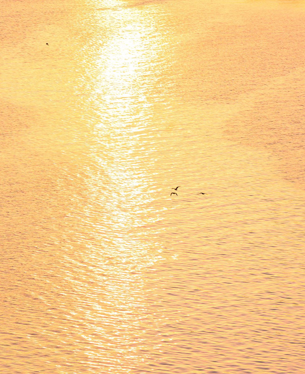 pgsilverX's tweet image. The Future Is ₿right