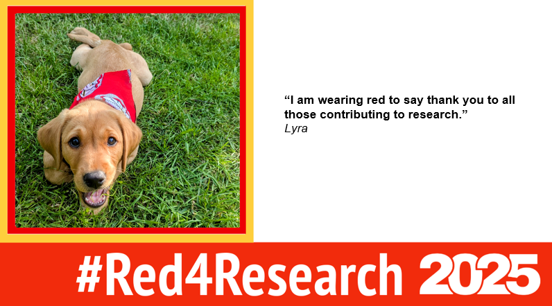 TheRDForum's tweet photo. It’s Lyra’s first #Red4Research day and she is wearing red to say thank you to all those contributing to research @RidingHelen #Red4ResearchPet #Red4ResearchDog #Red4Research https://t.co/fMdaO6sJuR