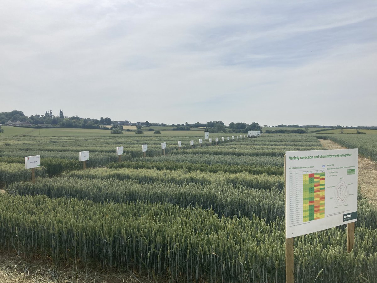Matthew Keane (@mattkeane22) on Twitter photo <a href="/BASFcropUK/">BASF Agricultural Solutions UK</a> Stonham trial site all ready to welcome visitors today and next week. Tuesday is <a href="/FramFarmers/">Fram Farmers</a> <a href="/WalnesSeeds/">Walnes Seeds</a> Mowness Hall member day. Hat and sun cream may be required!! <a href="/BASFcropUK/">BASF Agricultural Solutions UK</a> Stonham trial site all ready to welcome visitors today and next week. Tuesday is <a href="/FramFarmers/">Fram Farmers</a> <a href="/WalnesSeeds/">Walnes Seeds</a> Mowness Hall member day. Hat and sun cream may be required!!