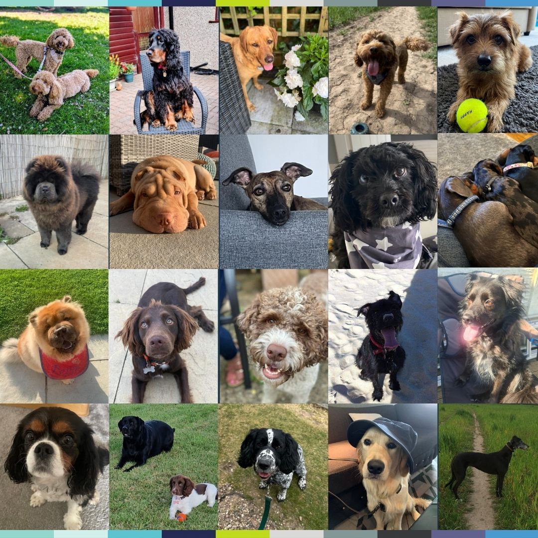It’s National Bring Your Dog to Work Day! 🐾 

We’re celebrating our unofficial four-legged colleagues who are always ready to lend a paw, attend Teams calls uninvited, and bark at the postie right on cue.

#NationalBringYourDogToWorkDay #HybridWorking #DogsOfWrightHassall