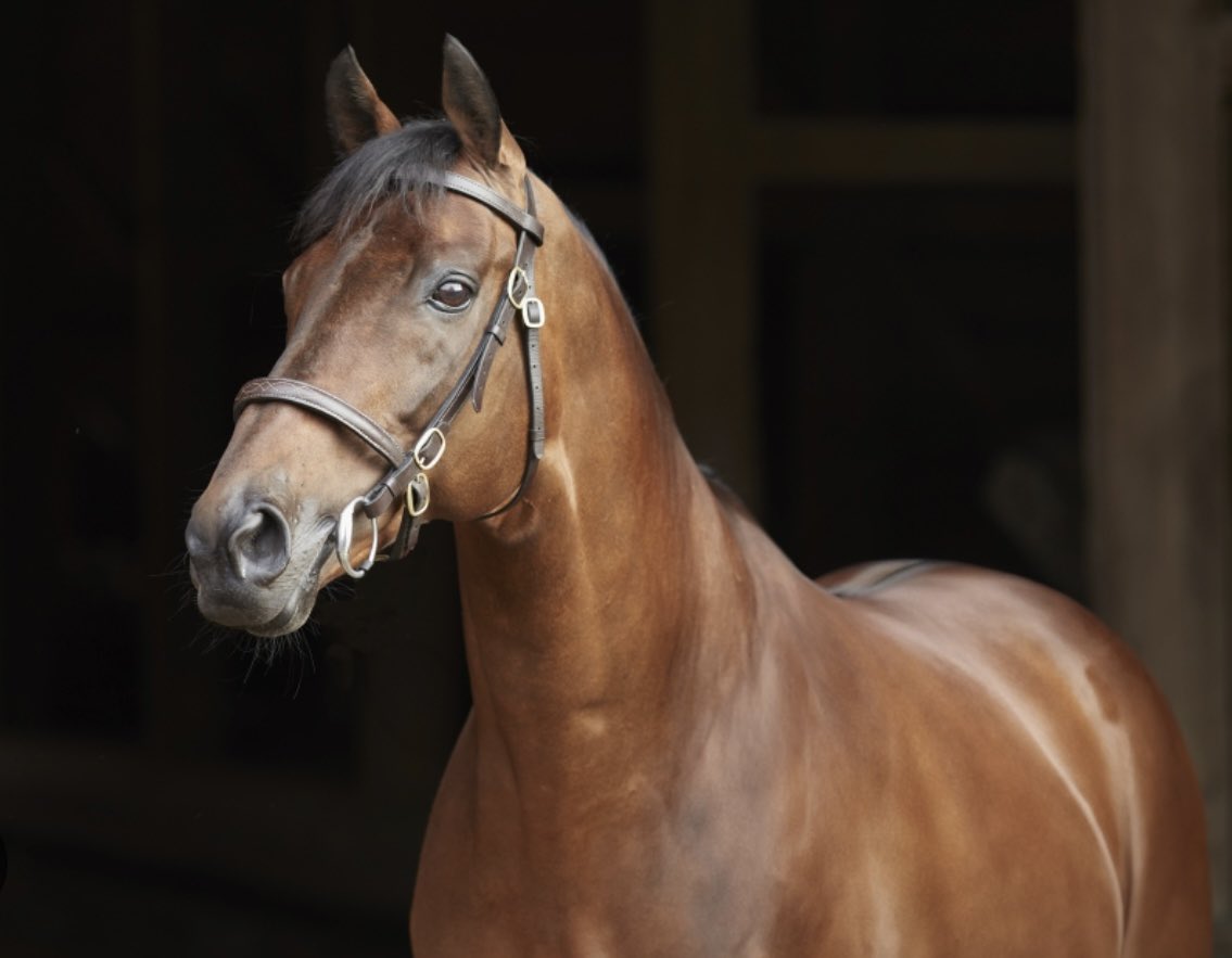 James & Jean Potter Ltd (@jandjpotterltd) on Twitter photo Best of luck to the connections of AMILOC who runs in the G2 King Edward VII Stakes at #royalascot2025 <a href="/Ascot/">Ascot Racecourse</a> this afternoon!
The son of <a href="/YortonFarm/">Yorton Farm Stud</a> #POSTPONED heads into today’s race a perfect 4️⃣ from 4️⃣
yortonfarm.co.uk/stallions/post… Best of luck to the connections of AMILOC who runs in the G2 King Edward VII Stakes at #royalascot2025 <a href="/Ascot/">Ascot Racecourse</a> this afternoon!
The son of <a href="/YortonFarm/">Yorton Farm Stud</a> #POSTPONED heads into today’s race a perfect 4️⃣ from 4️⃣
yortonfarm.co.uk/stallions/post…