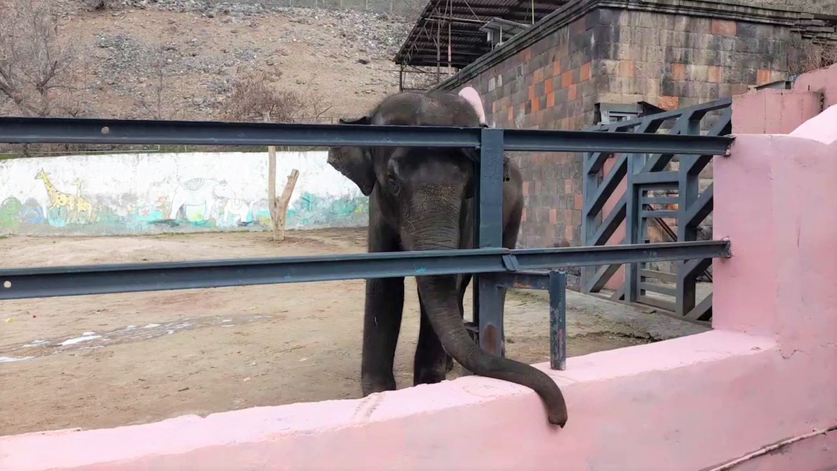 FreeBunka (@freebunka) on Twitter photo Sorry we have been quiet on here about #FreeBunka. We haven't given up. We have somebody going to Armenia next month and we will have updated footage and an idea if <a href="/YerevanZoo/">Yerevan Zoo</a> has started a project to enlarge his enclosure. Basically, a larger version of hell Sorry we have been quiet on here about #FreeBunka. We haven't given up. We have somebody going to Armenia next month and we will have updated footage and an idea if <a href="/YerevanZoo/">Yerevan Zoo</a> has started a project to enlarge his enclosure. Basically, a larger version of hell