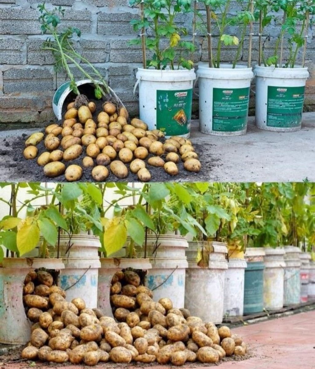 I know you have a bucket at your home, if so, fill it with organic soil then put the seeds into the soil, then wait for an amazing results