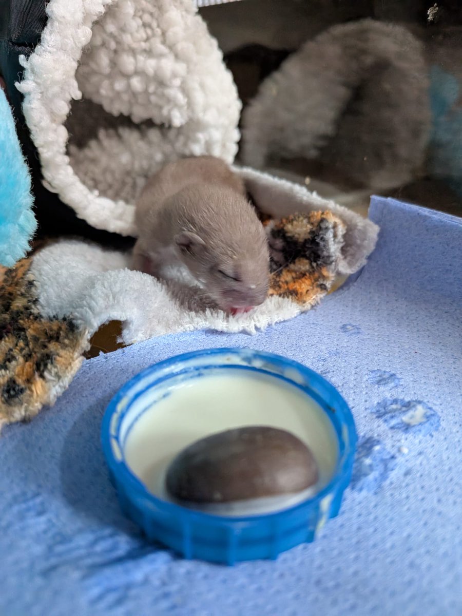🚨 CUTENESS ALERT! 🚨
Say hello to this adorable little weasel kit who arrived this week! 😍 Just look at that face!  They may be tiny and sweet now, but don’t be fooled… these cuties grow up to be fierce little hunters – nature’s pocket-sized predators! 🐾💥
