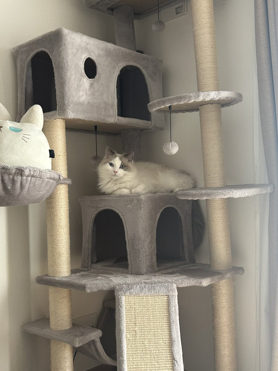 今日は、我が愛猫を家に迎えて丁度1年🎂
健康に長生きしますように