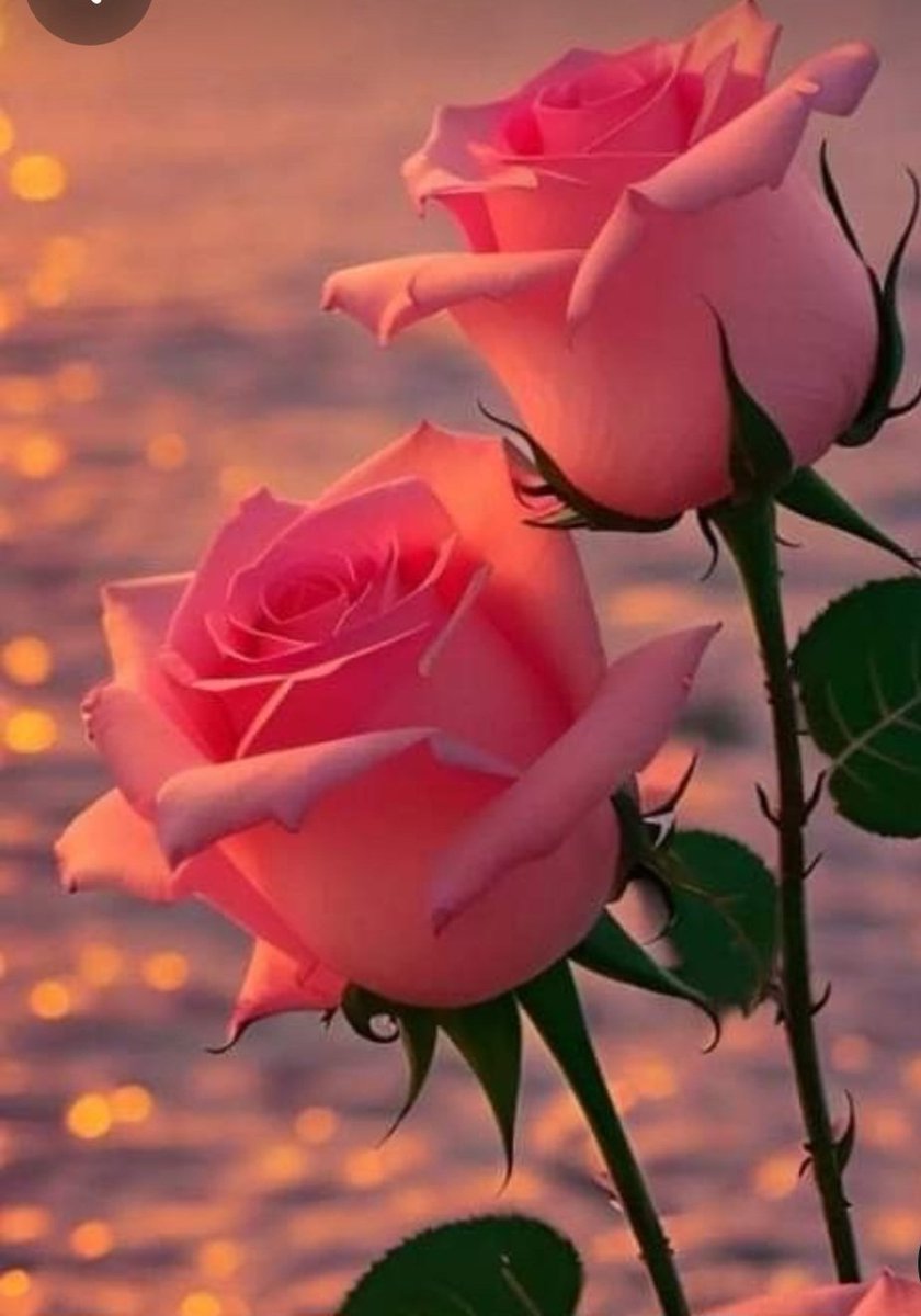 Good night my dear friends 
Have sweet dreams 
🩷✨🌹✨🩷✨🌹✨🩷✨🌹✨🩷