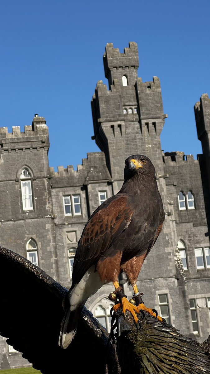 Falconry's tweet image. Pippin enjoying the sunshine at Ashford Castle.
#hawkwalk #ashfordcastle #harrishawk #redcarnationhotels