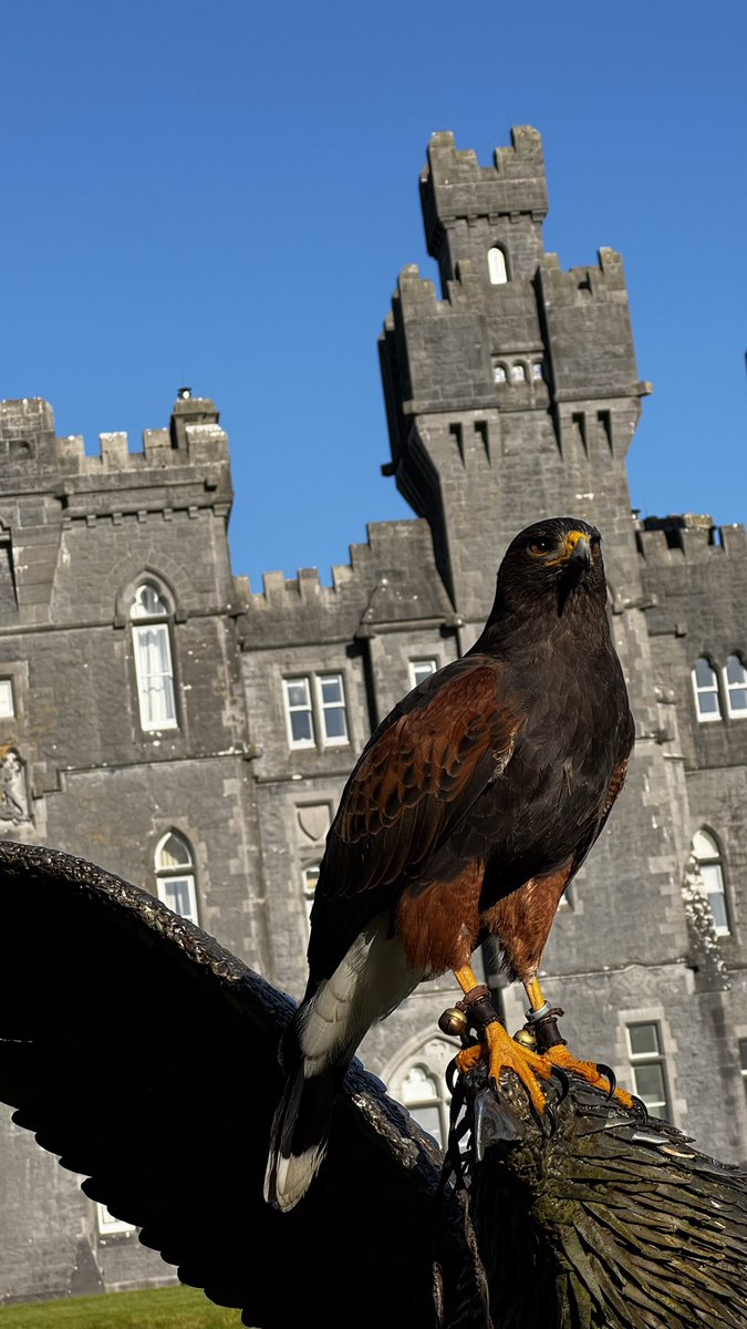 Falconry's tweet image. Pippin enjoying the sunshine at Ashford Castle.
#hawkwalk #ashfordcastle #harrishawk #redcarnationhotels