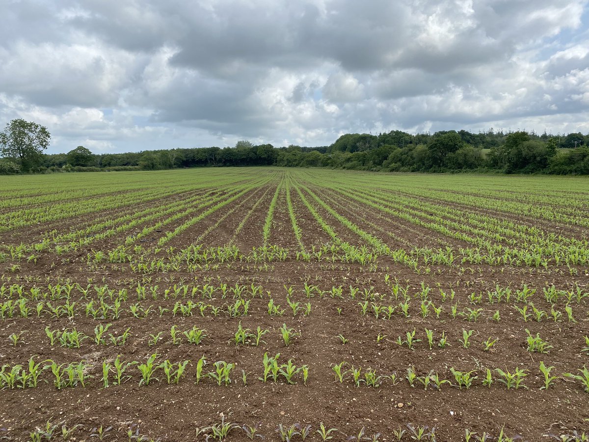Rhys (@rhysllwydfaen) on Twitter photo A couple of “myth” busters..
1. “Maize Starter fert doesn’t make a difference”.
2. “Pre-ems don’t work in the dry” A couple of “myth” busters..
1. “Maize Starter fert doesn’t make a difference”.
2. “Pre-ems don’t work in the dry”