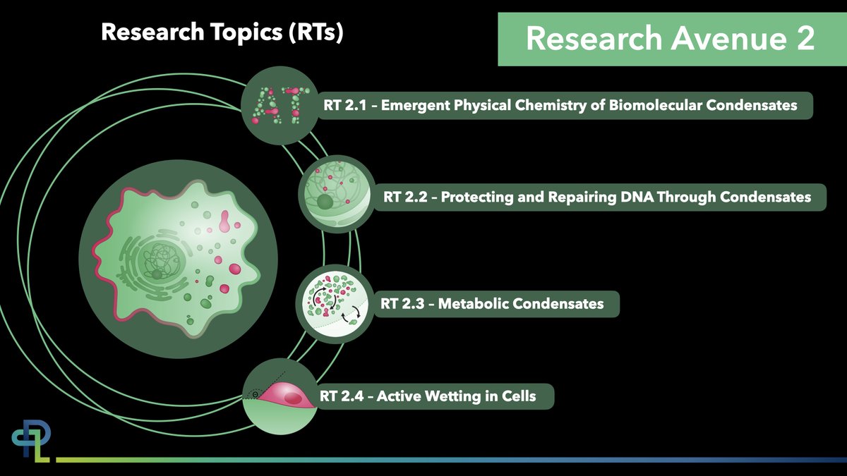 Our second new #Research Avenue: Emergent Cellular Phases! 👩‍🔬📷    RA2 aims to connect the physical principles and underlying molecular mechanisms of how membraneless compartments (like biological condensates) form, to uncover how cells generate and control these distinct phases.