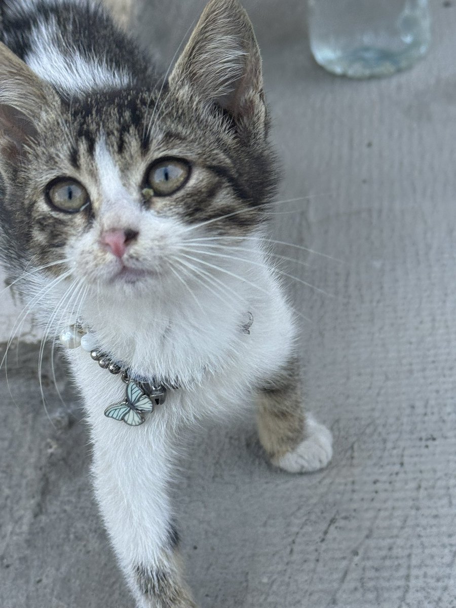 Επίτηδες έβαλα τσίμπλες στα μάτια. Πήγα κάτω απ’ την πολυκατοικία και έκανα θεατρική παράσταση που θα ζήλευε ακόμα και ο Σαίξπηρ. Έκλαιγα σαν να μου πήραν το τελευταίο κομμάτι γαλοπούλας. Δεν ήταν τυχαίο, ήταν στρατηγική. 

Με βρήκαν και με πήραν σπίτι. Στόχος πετυχημένος! 🐾