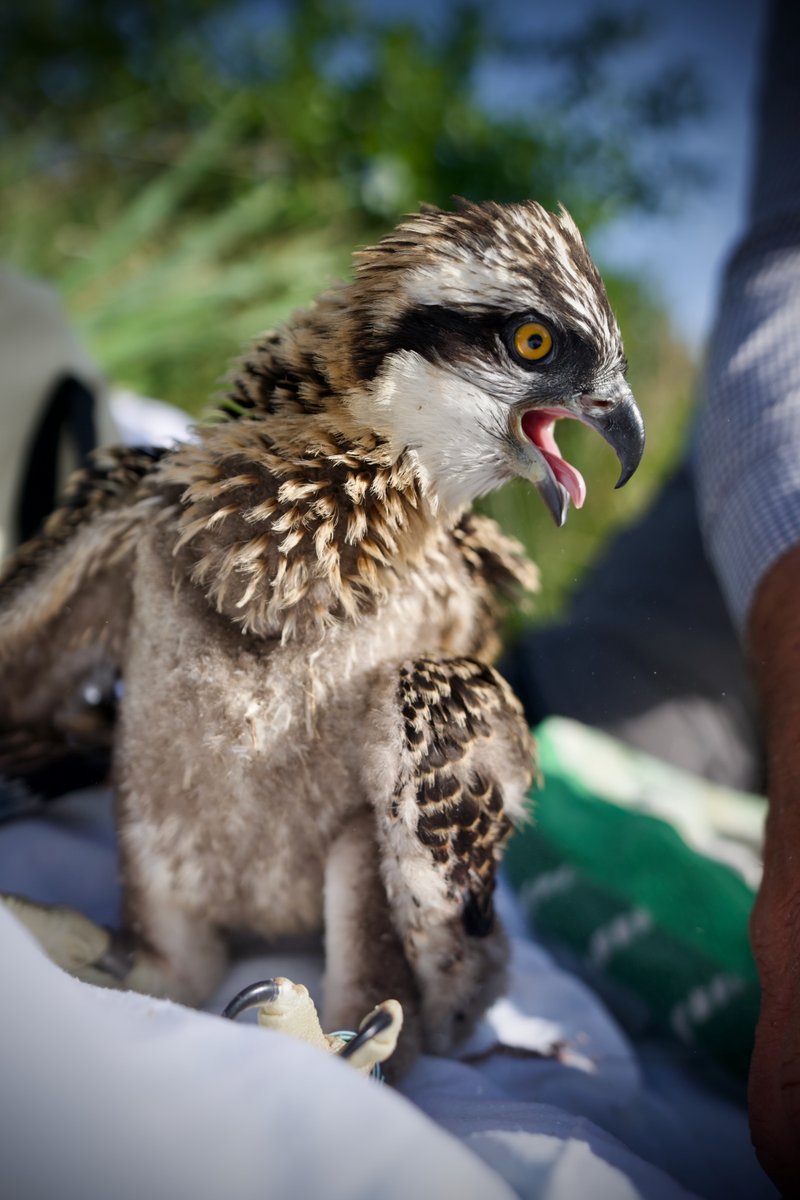 DyfiOspreys's tweet image. We've just ringed our three chicks:
Chick 1 - FEMALE Named BRIANNE ring number BLUE 6B6
Chick 2 - MALE Named CWELLYN ring number BLUE 6B5
Chick 3 - MALE Names HONDDU ring number 6B4 (pictured)
Thank you for all your name suggestions, sorry we could only use three of them!