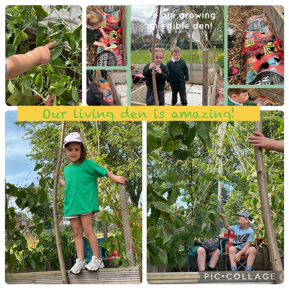 Our green bean den is thriving in the nursery garden and we love spotting baby beans every day 💚<a href="/EcoSchools/">Eco-Schools England</a> part of our school grounds project