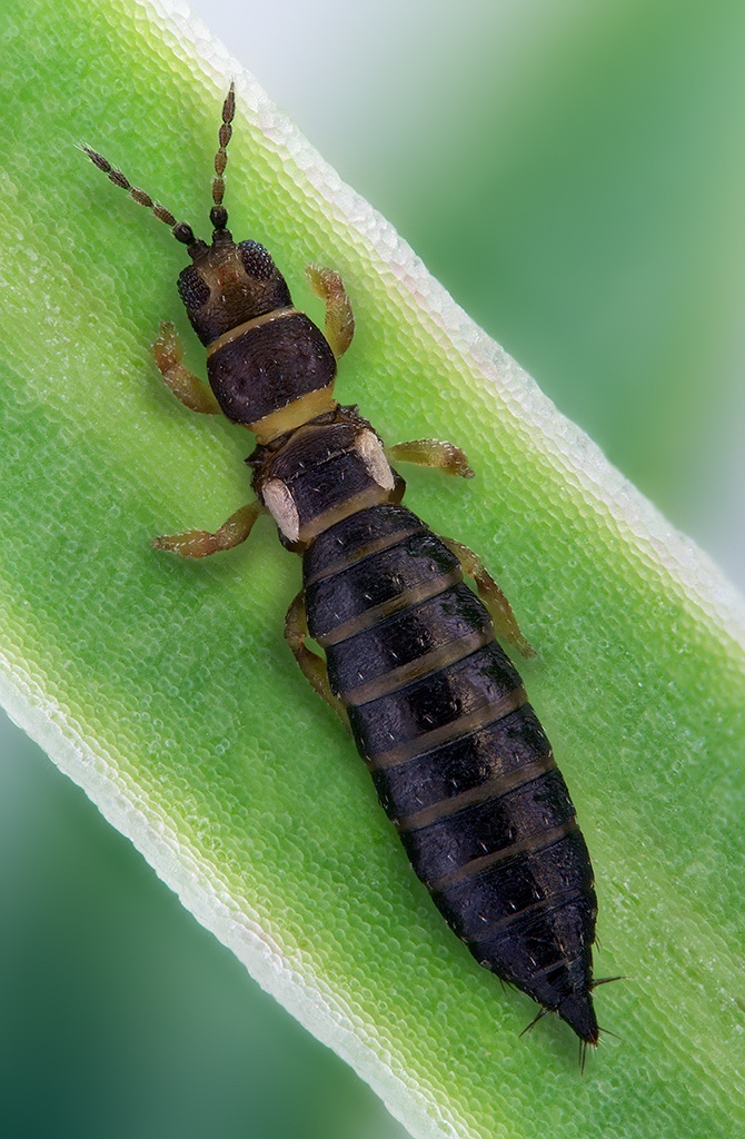 Anaphothrips atroapterus, micropterous female. Not a common #thrips. It is a xerophilous species and occurs in dry grasslands. It's found on herbaceous spurge species, especially Euphorbia cyparissias.
Body size: 1.5mm.  #thysanoptera