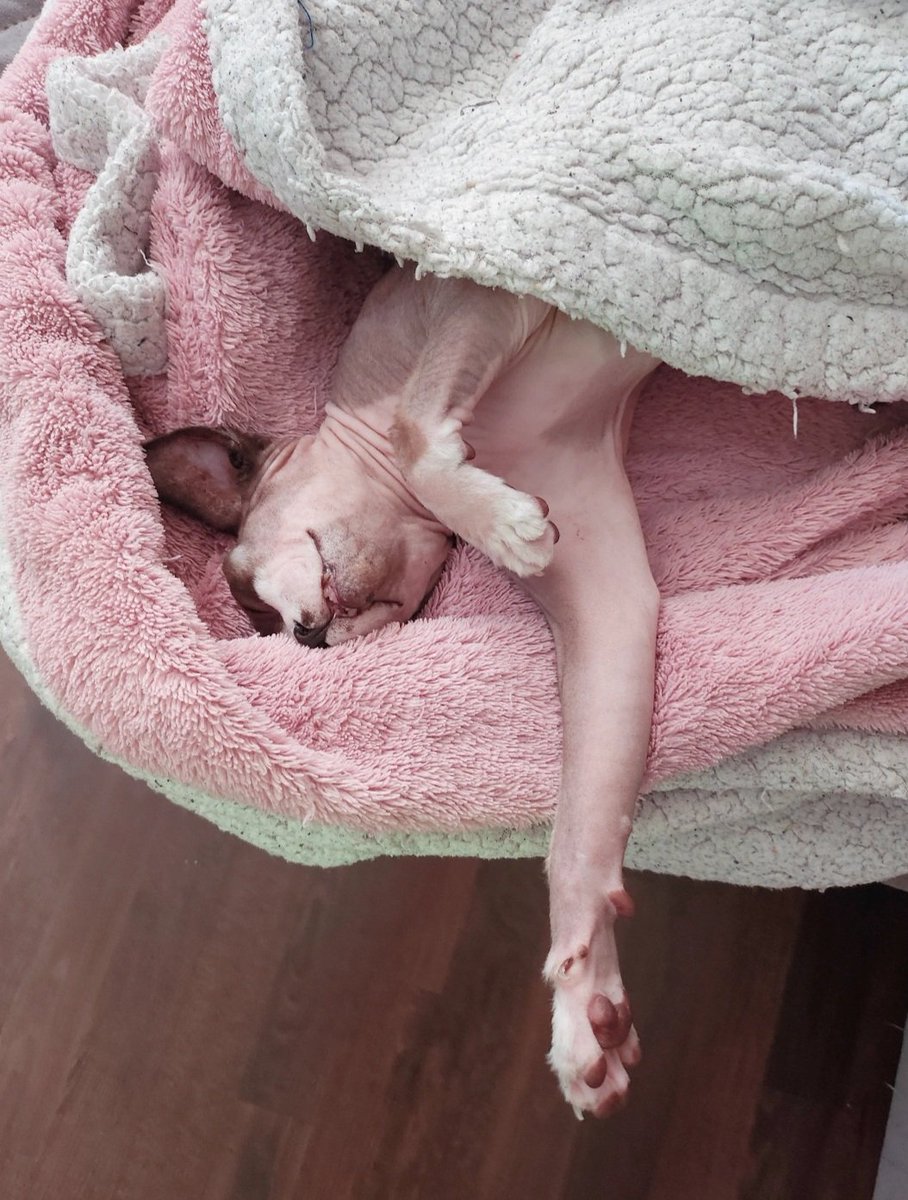 EkihNox's tweet image. Sleepy fried Chicken 😴