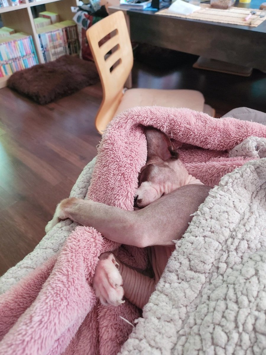 EkihNox's tweet image. Sleepy fried Chicken 😴