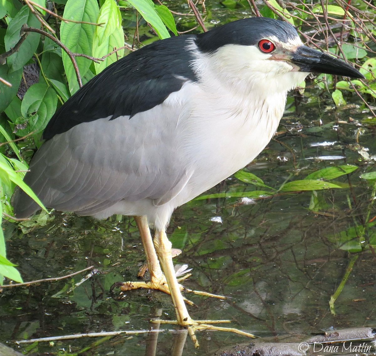 Black-crowned Night Heron at the Central Park Pond. #birdcpp