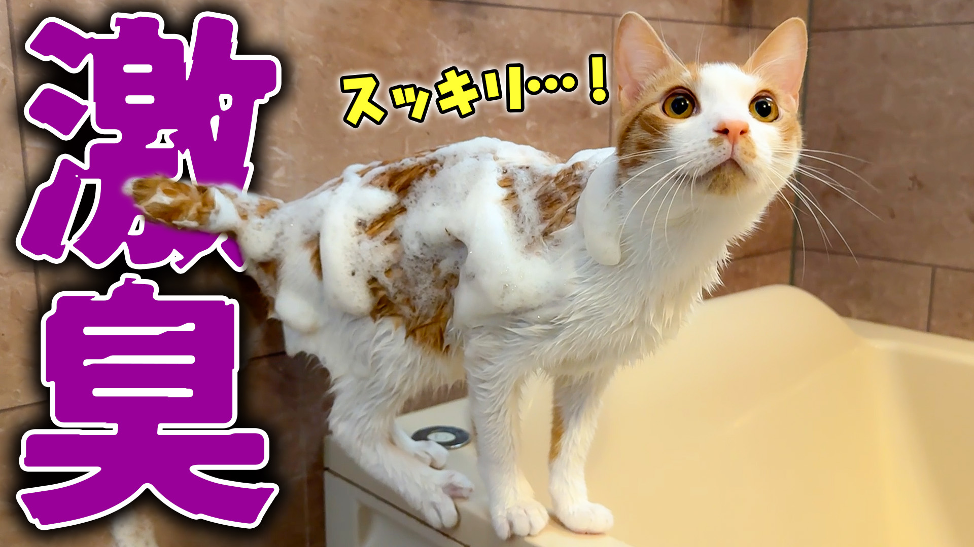 あいと 愛猫の治療費のために出品中 腰原チョイス、 おすすめ本、待合室に置いてあります。 ①LDK