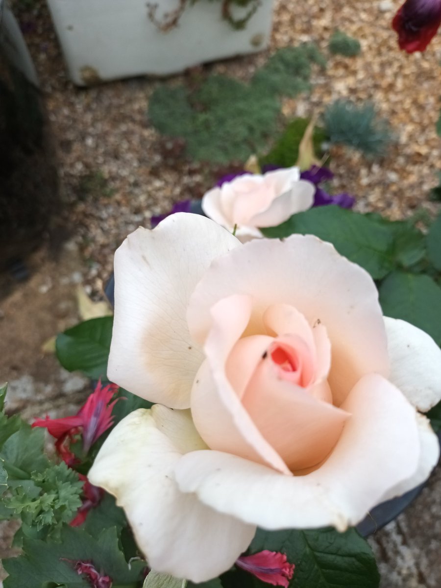 Love this rose - smells of Oddfellows (sweets of my childhood).