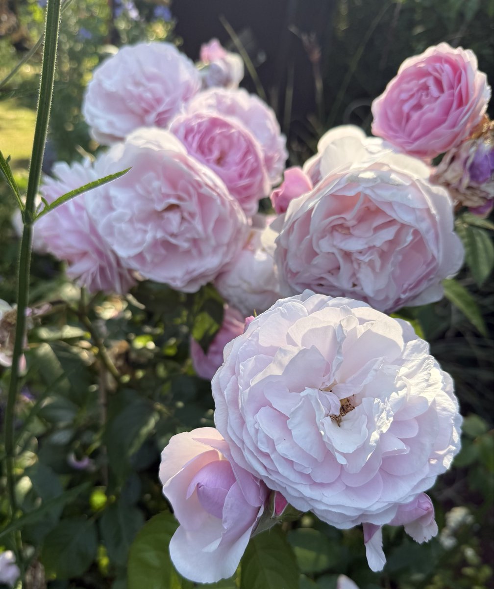 The end of a glorious week and the sun is hotter than ever! Happy with the garden, but there’s always more to do! Here’s Olivia Rose Austin for #FridayPink. Have a lovely day! 🩷🌸💕🎀 #FlowersonFriday #mygarden #GardeningX