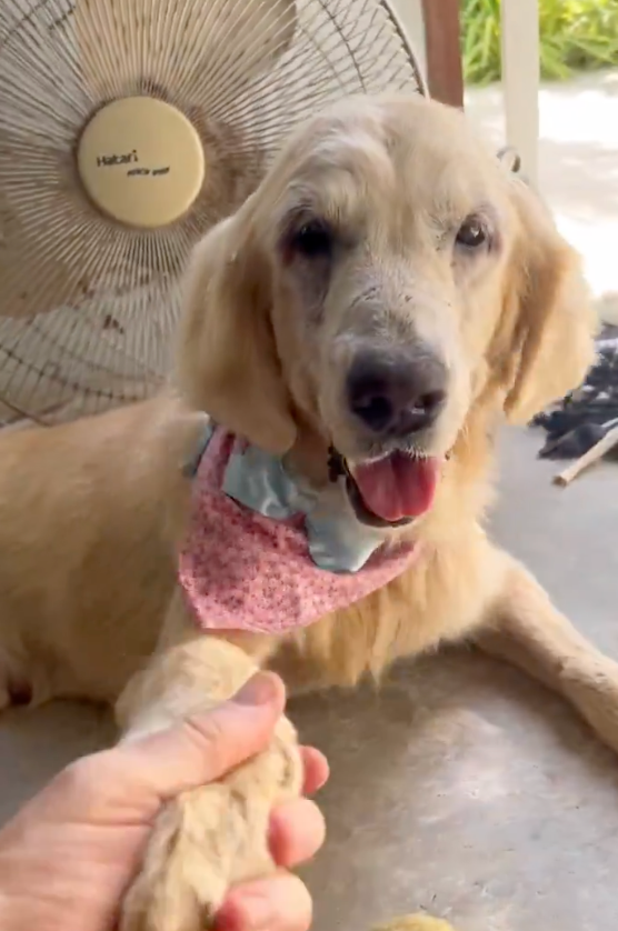 best dog content tweet media