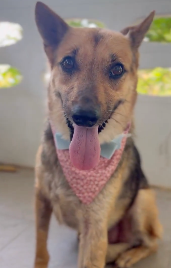 best dog content tweet media