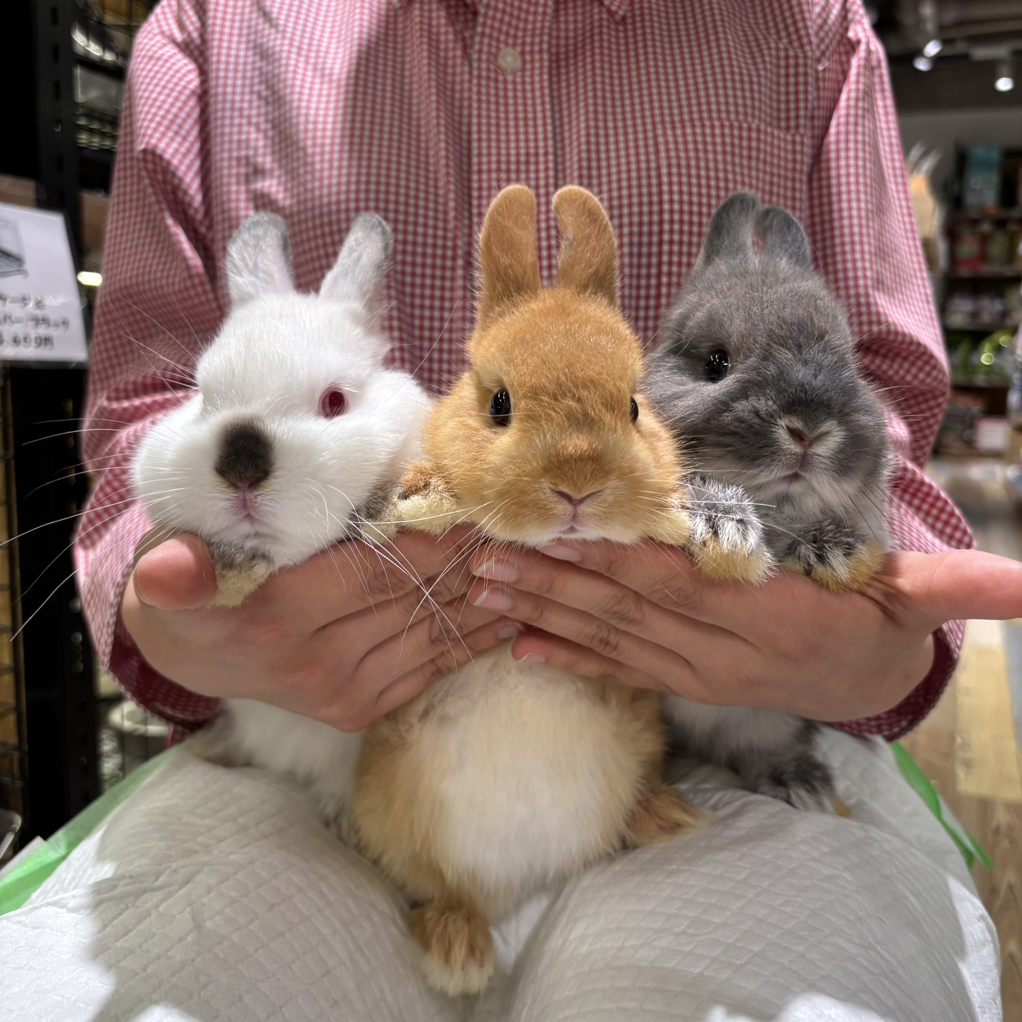 Floppy Animal Rabbit／Senger / Shop ZUTTO for the long