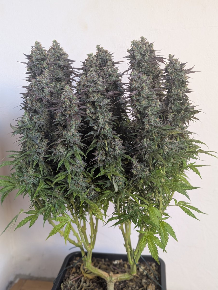 Moon Walker Kush  🚀 harvested ✂ today, a few days earlier. Harvest day is 66 days after switching to 12/12. Grown in recyled earth without peat, indoors under LED (40W-150W). Fed her only natural selfmade fertilizer.
📸:🕵️