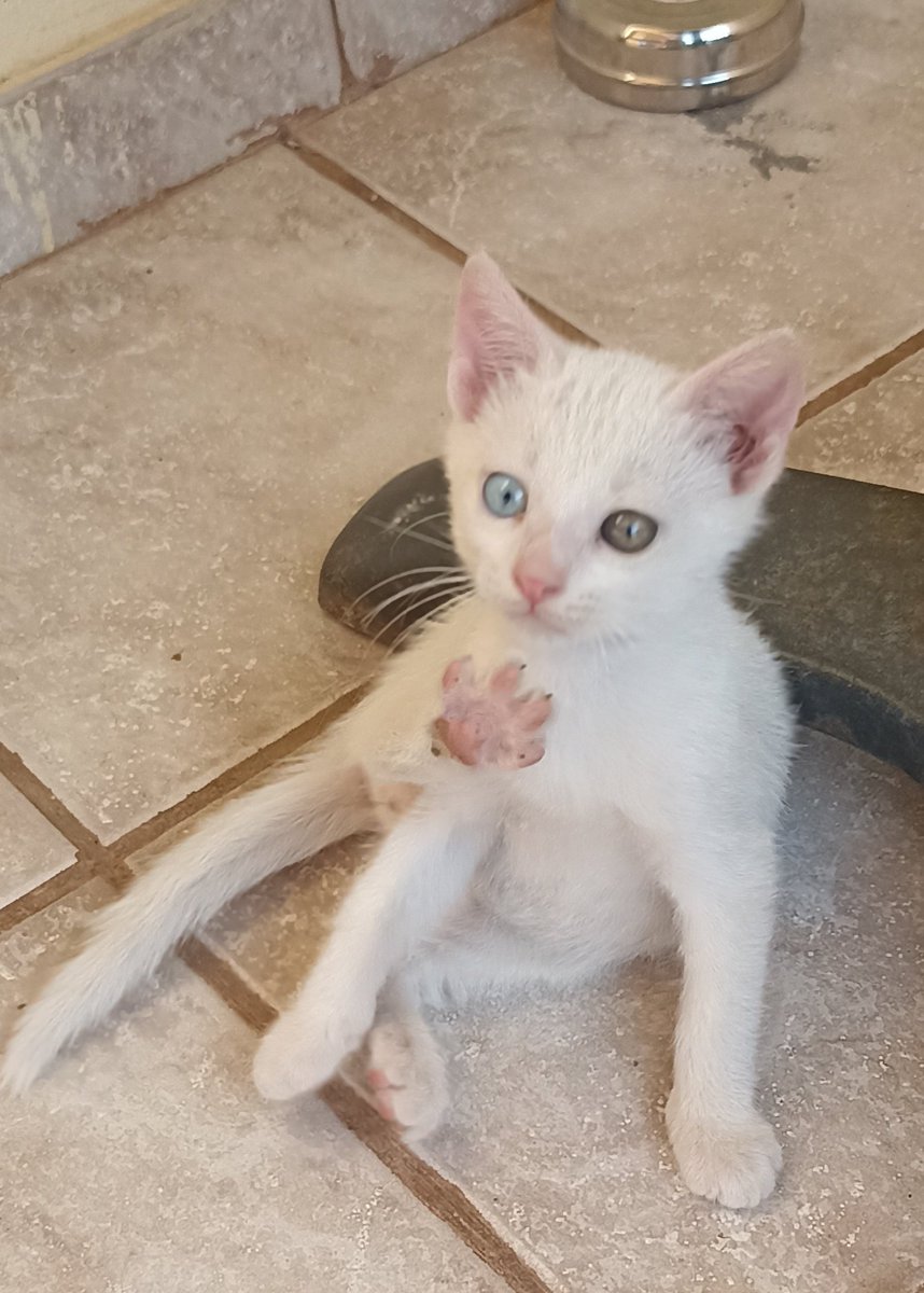 Καλό μεσημέρι παιδγιά