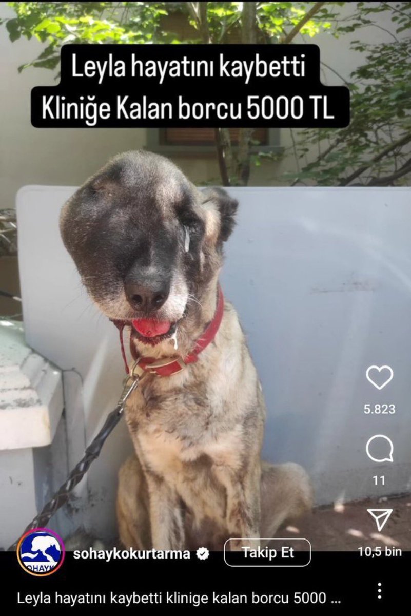 Masak raporlarına göre, 
Yaklaşık 
7000 kişi, 1500 şirket,

İnsan Kanı / Köpek Başıboşluğundan

Mamalanıyor ! 

İnanmayacaksınız ama
İçlerinde, Leyla'dan bile mamalanan, meslek etiği ve vicdanı satılık, 

İnsan kanına ekmek doğrayan, 

Veteriner hekimler (!) bile var !