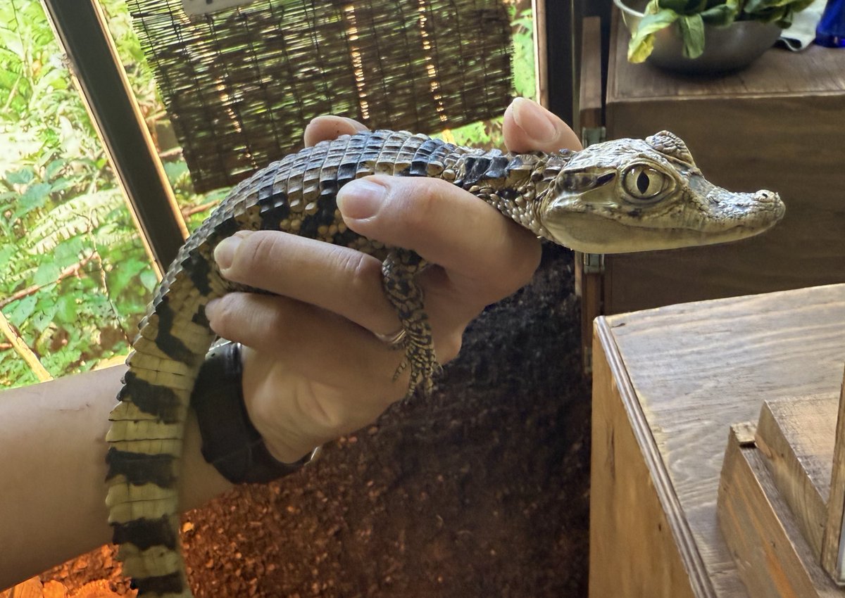 iZoo_iZoo_'s tweet image. 昨年iZooで産まれたメガネカイマンが
ふれあいデビューしました🐊

iZooでは毎年繁殖に成功しています✨

ワニの仲間は特定動物になりますが、生体に配慮をする形でふれあいを通じて”教育・環境教育”に取り組んでいます。

実際に触れる事で感じてもらえる
【感動】や【学び】を大切にしています。