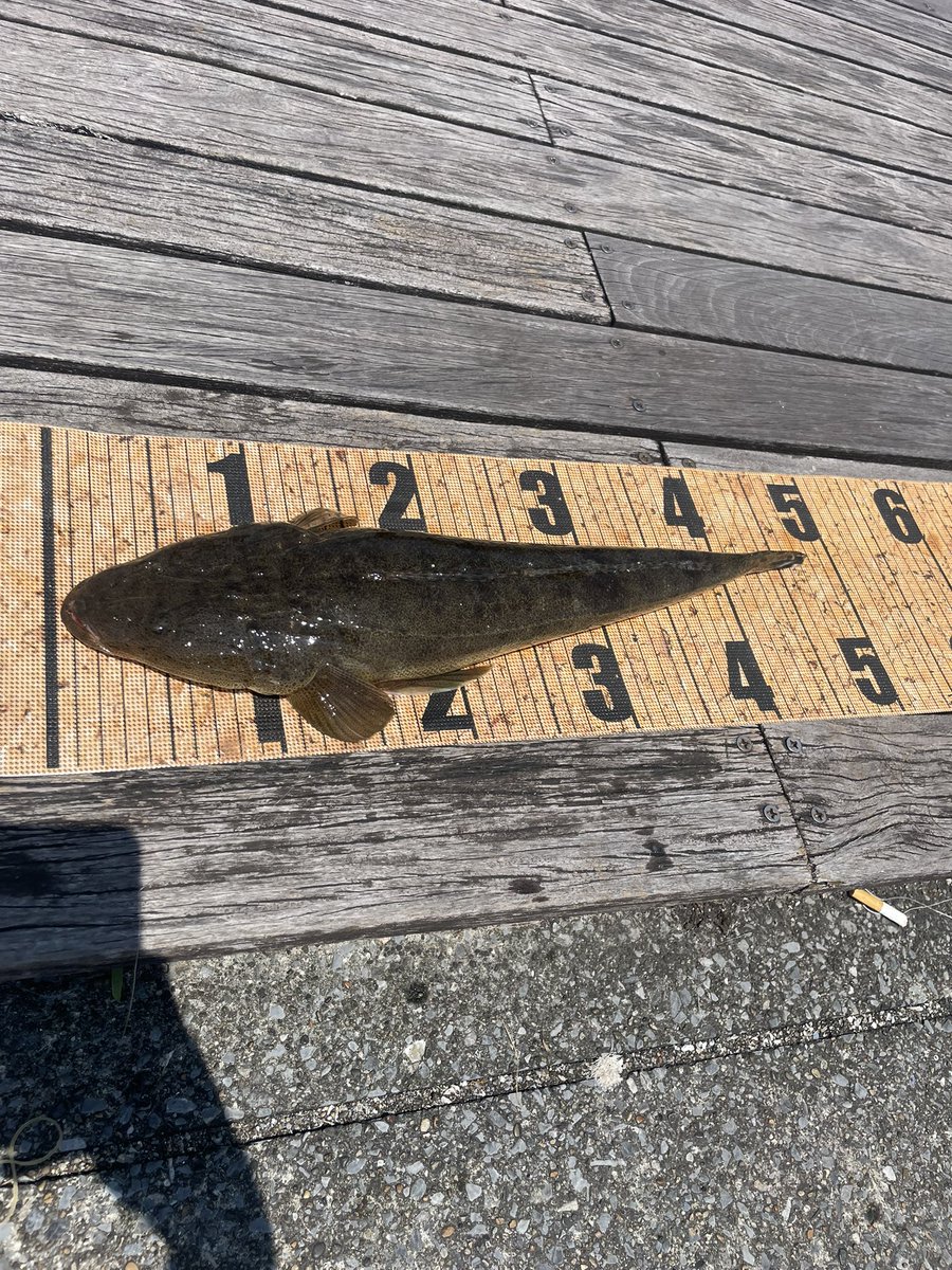 juu__i23's tweet photo. 西公園
マゴチ2
キビレ1
マゴチ賢者会メンバーとしての初マゴチでした！ https://t.co/tGdW4wF14J