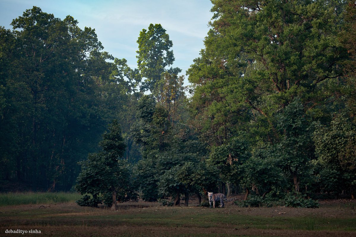 debadityo's tweet image. Looks like someone found their perfect habitat... and you're in their territory!
#Tigers #Wildlife #photography #IndiAves