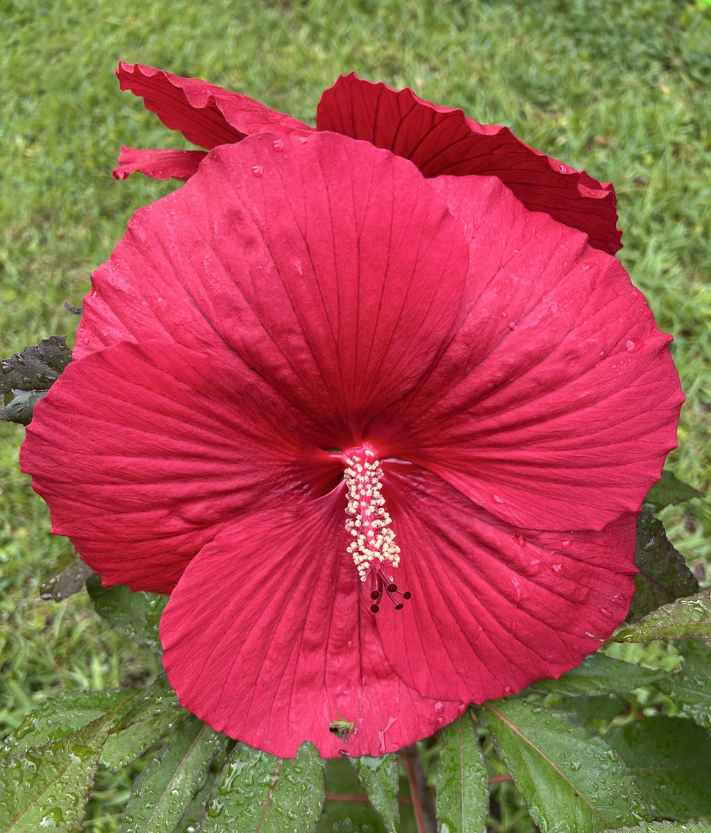 #FlowersOnFriday is also the #SummerSolstice 🙌🌞 the longest day of the year. Here is my sizzling 🔥perennial  #Hibiscus The blooms are as large as plates😃🌱

#Flowers #Gardening #Plants #Summer #GulfOfMexico #FlowerReport #Tropical