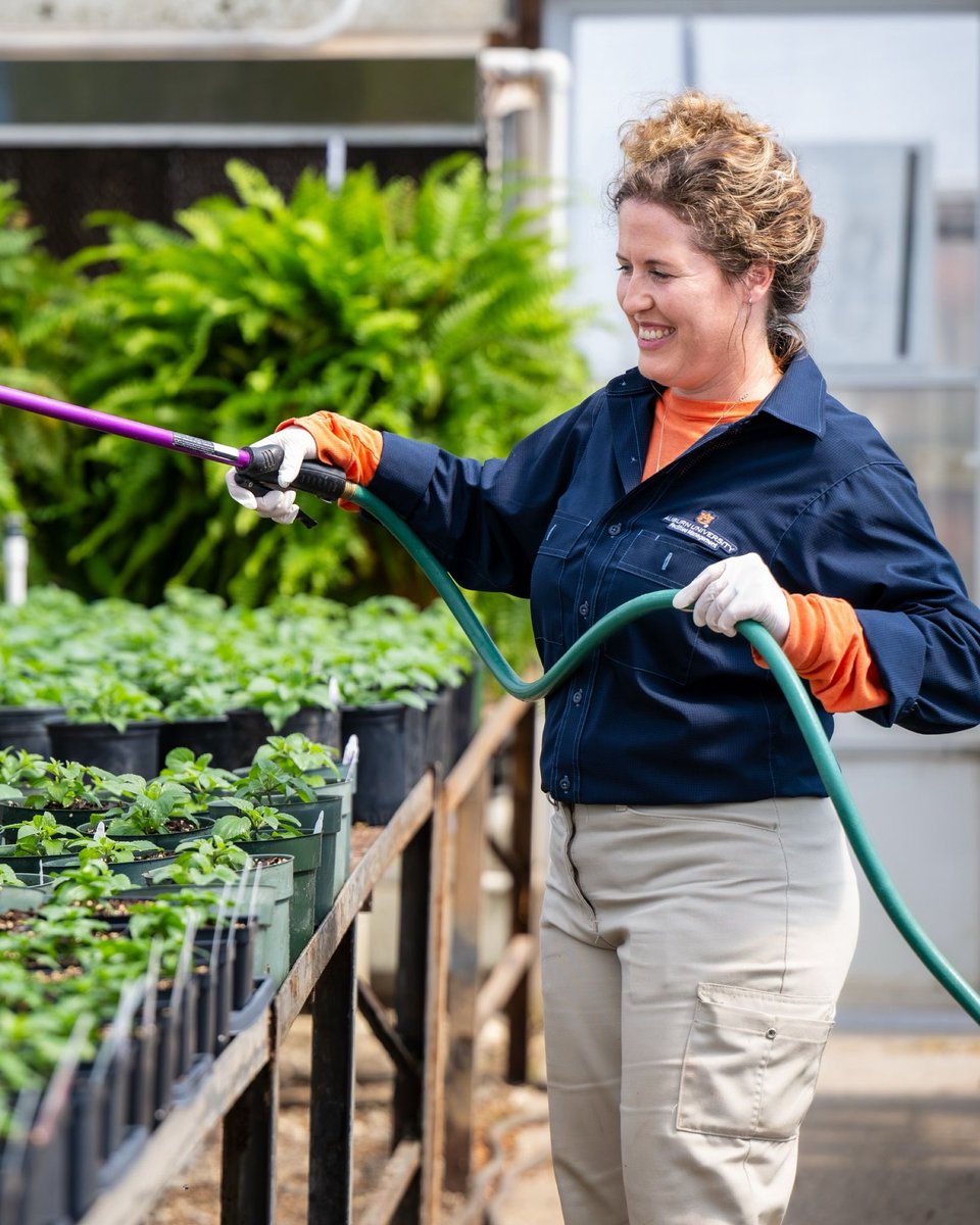 AuburnU's tweet photo. Happy first day of summer #Auburn Family! 💐
Today we highlight the unsung heroes of campus: the Auburn Facilities’ Landscape crew keeps our flower beds, sidewalks, trees and bushes beautiful year-round. So, what goes into making campus look so good? Only several dozen employees, many hours of hard work and 10,000 rolls of pinestraw.
