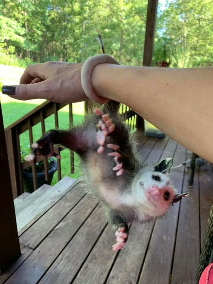 #possums #Possum_Daily