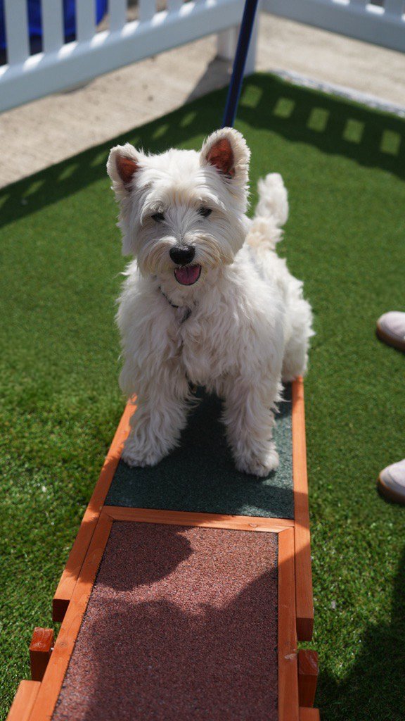 Who’s ready to wobble and woof? 🐾 

Our Doggy Seesaw is always a hit at our Doggy Agility &amp; Play Zone, watch those tails wag as pups master the up-and-down challenge! As a reward, the doggies also get a well-deserved treat on us.

#dogevents #dogevent #eventUK #SummerEvent