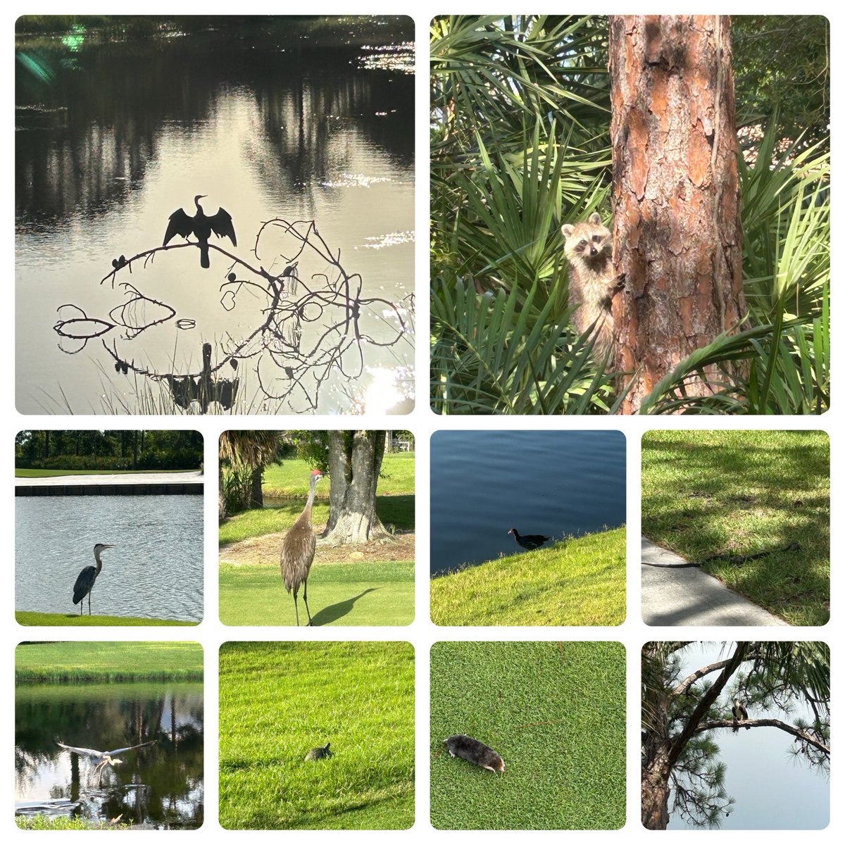 Christopher Sykes (@vtsykes) on Twitter photo Wildlife collage from the week <a href="/PGAVillage/">PGA Golf Club at PGA Village</a> - worlds greatest office indeed. Enjoy the day! Wildlife collage from the week <a href="/PGAVillage/">PGA Golf Club at PGA Village</a> - worlds greatest office indeed. Enjoy the day!