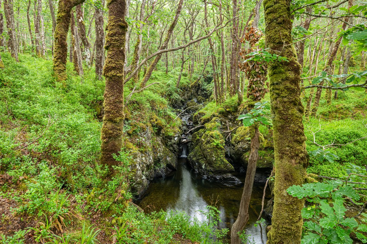 Last week marked a significant milestone for #ScotlandsRainforest 🌿

Ariane Burgess MSP introduced a parliamentary motion which recognises the importance of protecting this rare and ecologically diverse habitat.  Find out more - loom.ly/l28VUIg

📷 Dave Collins
