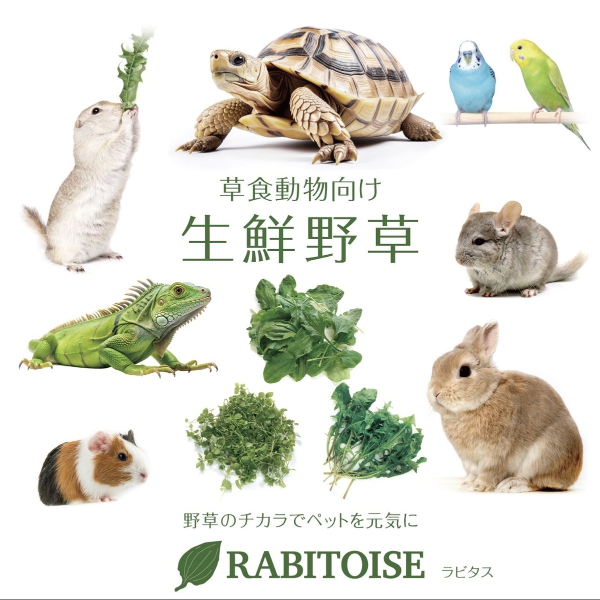 exoticreptilexp's tweet image. 6/22(日)に開催されるEXPO東京浅草開催がいよいよ2日後となりました♪
Rabitoise さんを紹介致します♪
「野草のチカラでペットを元気に」
草食動物が喜ぶ野草を屋内水耕栽培により年間を通して... 詳しくは 2su.jp/0UN0