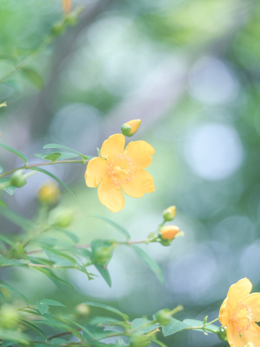 暑いですね
