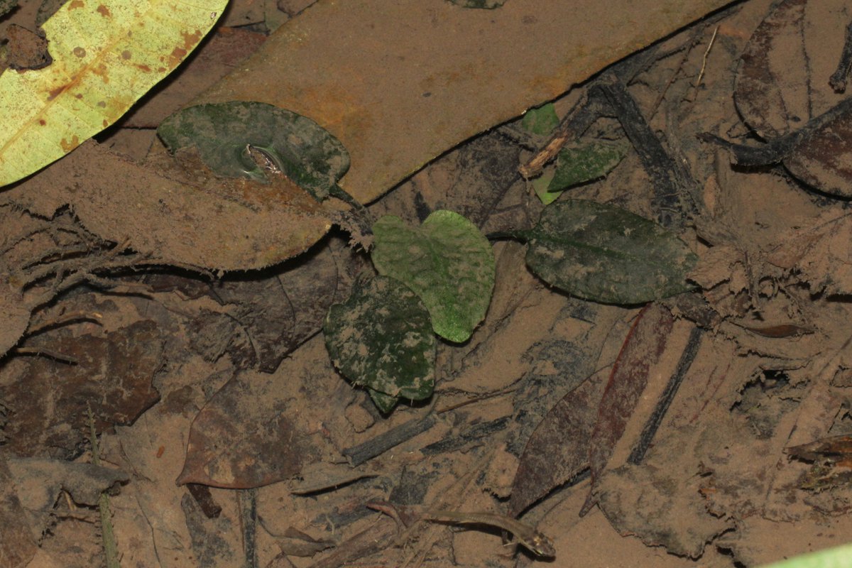 photo_storage1's tweet photo. Cryptocoryne minima, #Araceae 

薄暗い林床で見られたミニマ。ベタ・プグナックスが好みそうな、澄んだ細流に生息していました。
水上に出ている株はボロボロで、マメジカが食べてしまうとのことでした。

#nc2503sgp https://t.co/U5eCYFPCl8