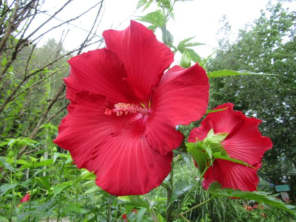 <a href="/ilenagm/">🌱Ilena Gilbert-Mays🌸</a> Gorgeous blooms!! I have "Lord Baltimore", also a perennial!